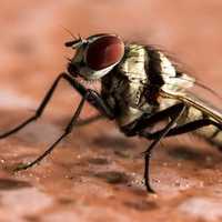 Fly detailed Macro image