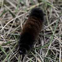 Furry Caterpillar crawling on the ground