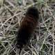 Furry Caterpillar crawling on the ground