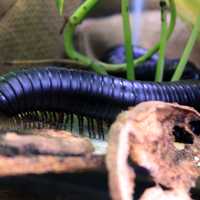 Giant African Millipede