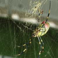 Golden Orb Weaver - Nephila clavata