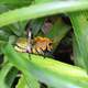 Grasshopper hiding in blades of grass