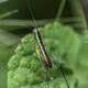 Grasshopper on green leaf