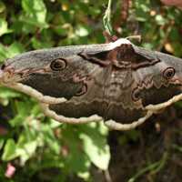 Great Peacock moth -- Saturnia pyri