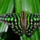 Green and black butterfly on grass