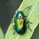 Green Beetle on blade of grass