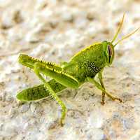 Green Grasshopper on the ground Macro