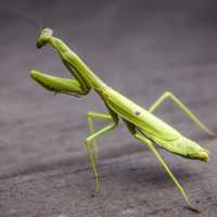 Green Praying Mantis 