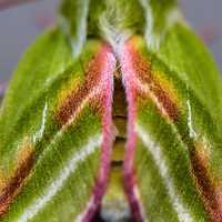 Green Silver-lines Moth - Pseudoips Prasinana