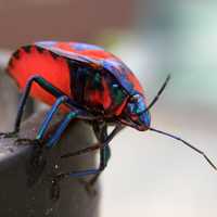 Hibiscus Harlequin Bug - Tectocoris diophthalmus