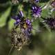 Honey Bee on Purple Flower