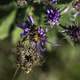 Honey Bee on Purple Flower