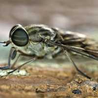 Horsefly closeup Macro