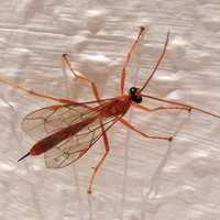 Ichneumon fly 