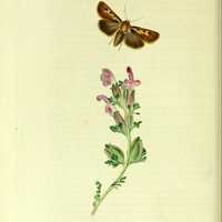 Illustration Antler Moth from British Entomology