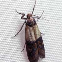 Indian mealmoth - Plodia interpunctella