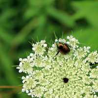Beetle on White Flower