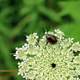 Beetle on White Flower