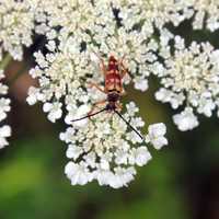 Bug on White Flowers