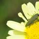 Jewel Beetle - Anthaxia hungarica