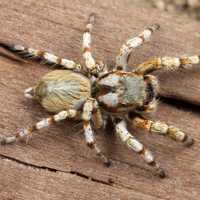 Jumping Spider - Habronattus amicus