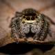 Jumping Spider Macro