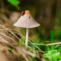 Ladybug on Mushroom