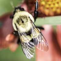 Large Bumblebee on a flower