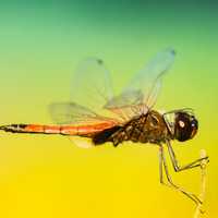 Large magnified photos of dragonfly macro