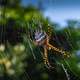 Large web weaving spider