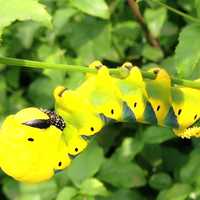 Larva of Death's-head hawkmoth - Acherontia atropos