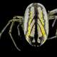 Leucauge venusta , Orchard Orb Weaver