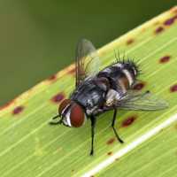 Macro Close Up of a fly