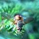 Macro Image of a fly