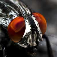 Macro of the Fly's Head