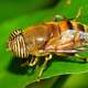 Macro Photo of Fly - Diptera