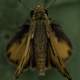 Macro shot of a moth