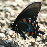 Male Pipevine Swallowtail, Battus philenor butterfly