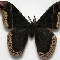 Male Promethea Silkmoth - Callosamia promethea