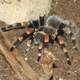 Mexican red-kneed tarantula Brachypelma smithi