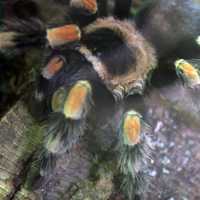 Mexican Redknee Tarantula