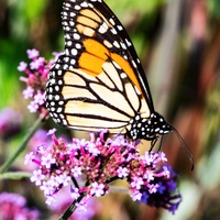 Monarch Butterfly sitting on Purple Flowers
