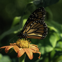 Monarch on orange flower