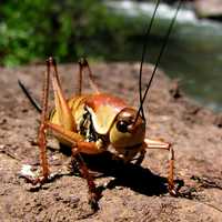 Mormon Cricket Close Up