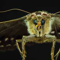 Moth Close-up macro photo