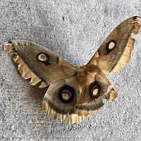 Moth on wall