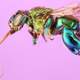 Orchid bee Closeup Macro