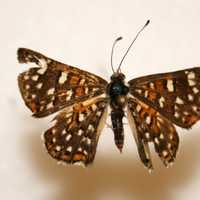 Palmer's Metalmark, Apodemia palmeri