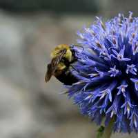 Purple Flower with bee on it