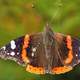 Red Admiral Butterfly -- Vanessa atalanta